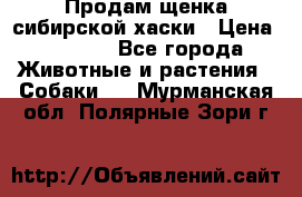 Продам щенка сибирской хаски › Цена ­ 8 000 - Все города Животные и растения » Собаки   . Мурманская обл.,Полярные Зори г.
